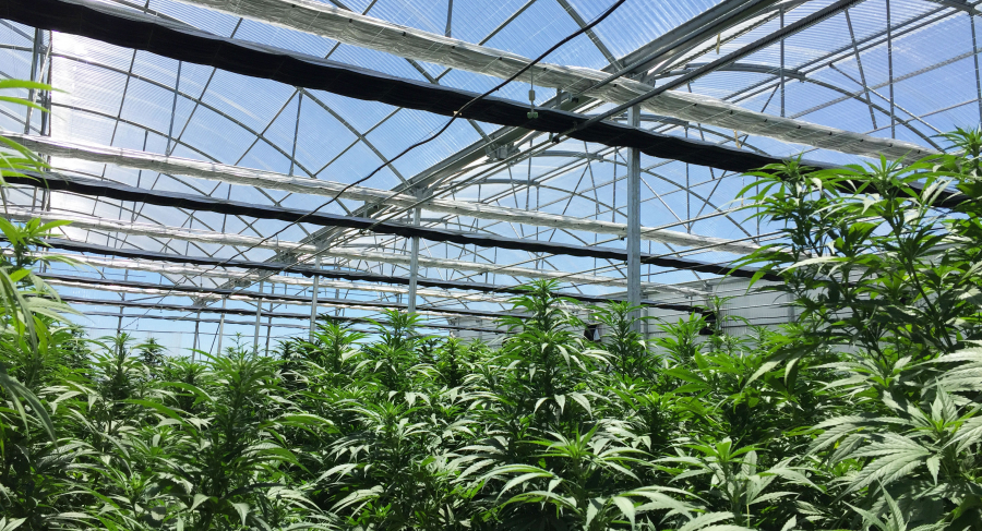 Humedad y temperatura para cultivos marihuana